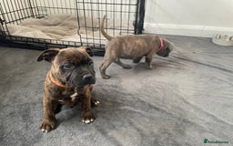 Staffordshire Bull Terrier dogs for sale: 🏅🏆 CHAMPION PLAY BOY STAFFY PUP LAST BOY!! - Image 13