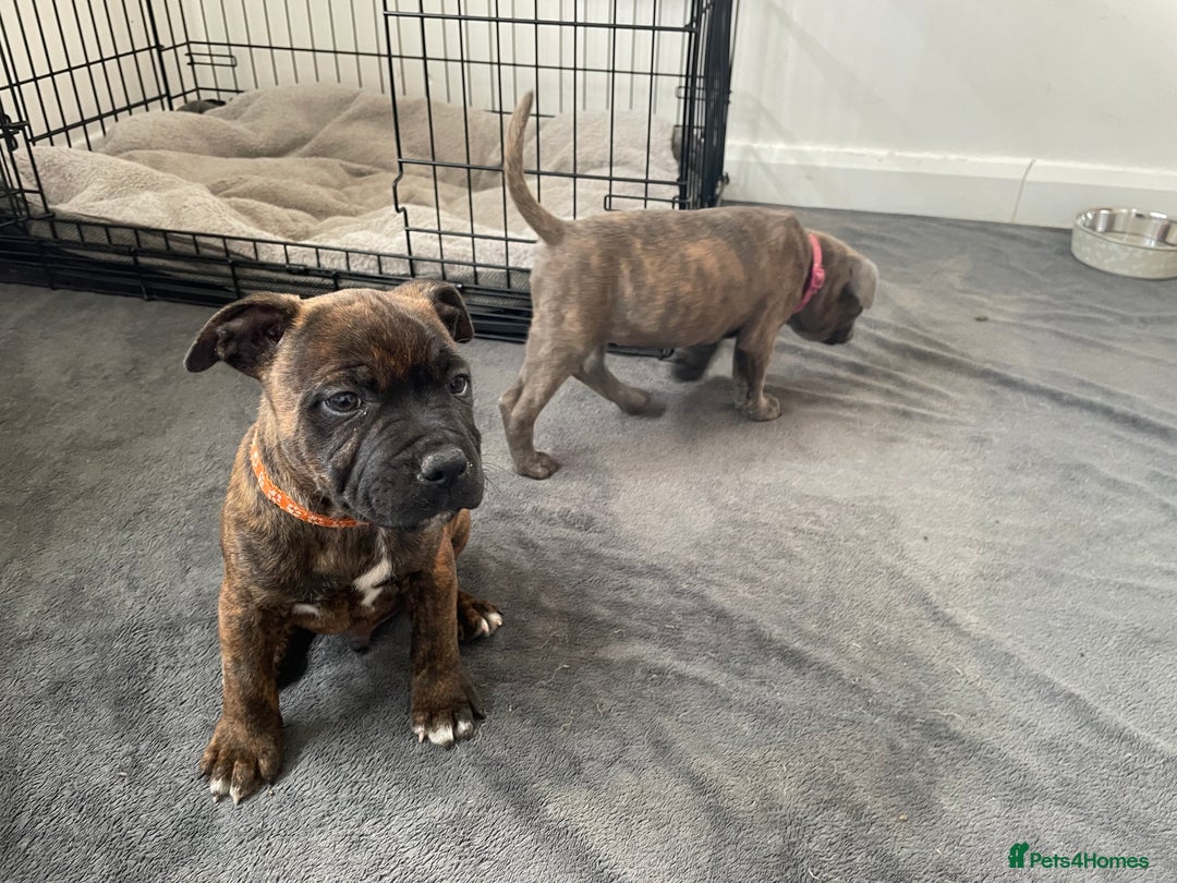 Staffordshire Bull Terrier dogs for sale: 🏅🏆 CHAMPION PLAY BOY STAFFY PUP LAST BOY!! - Image 13