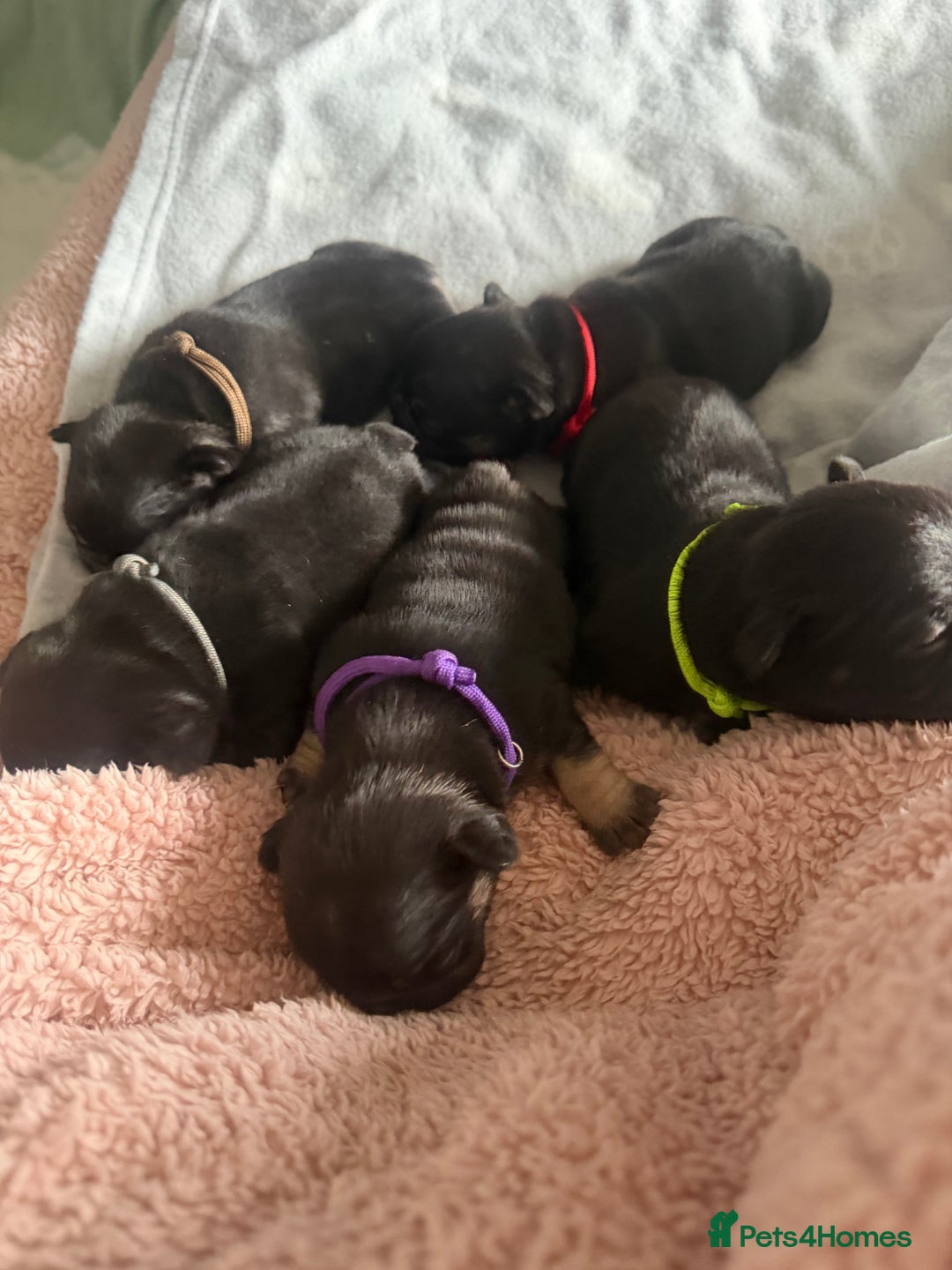 French Bulldog dogs for sale: French bulldog puppies  - Advert 6