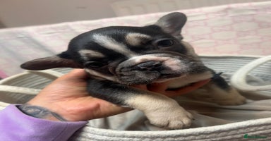 French Bulldog dogs - Advert 3