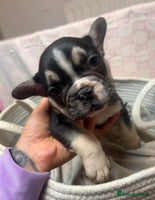 French Bulldog dogs - Advert 8