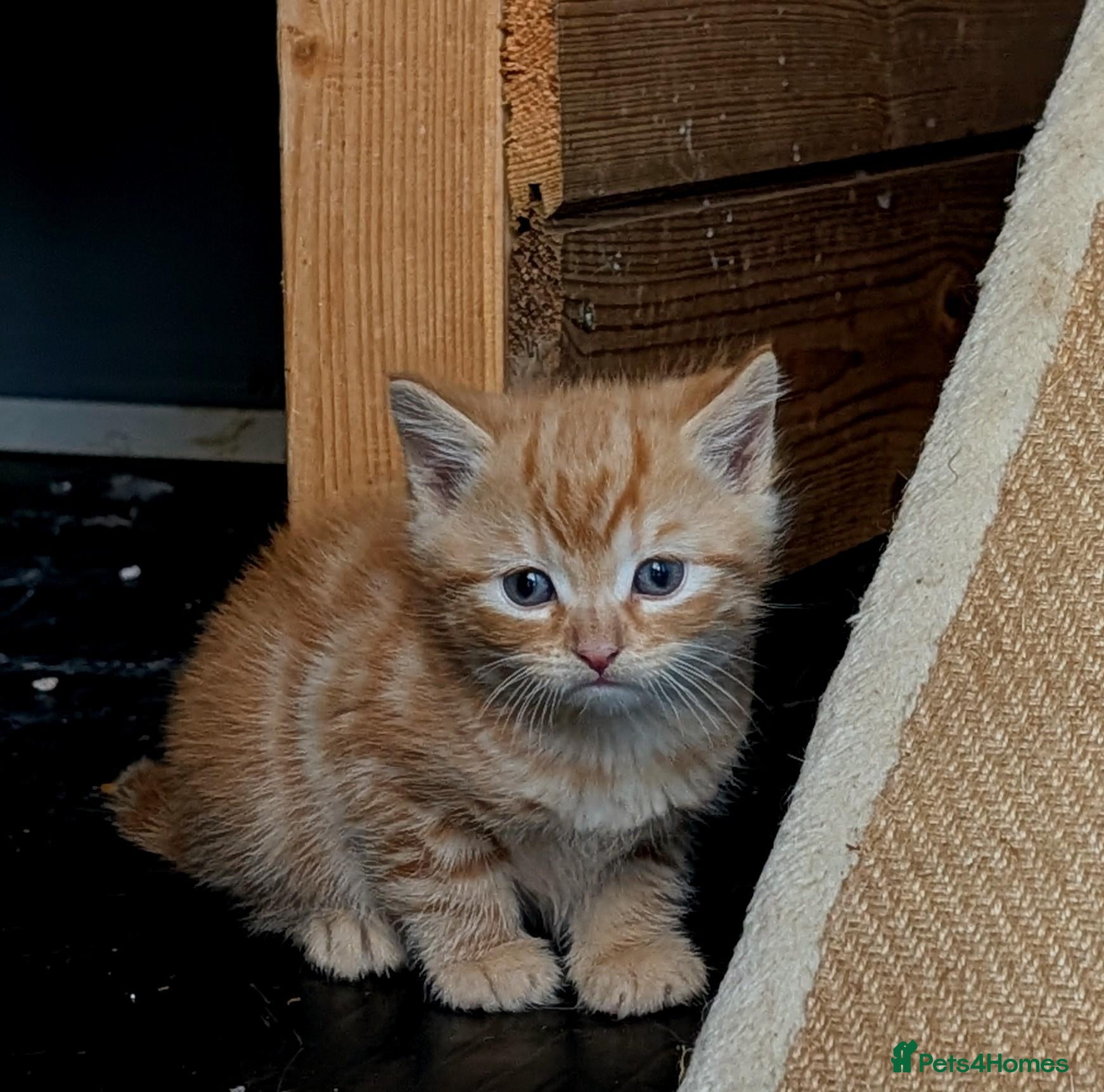 Mixed Breed cats 2 Bengal/Norwegian forest Kittens  - Advert 3