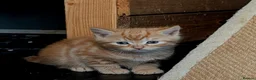 Mixed Breed cats for sale: 2 Bengal/Norwegian forest Kittens  - Advert 1