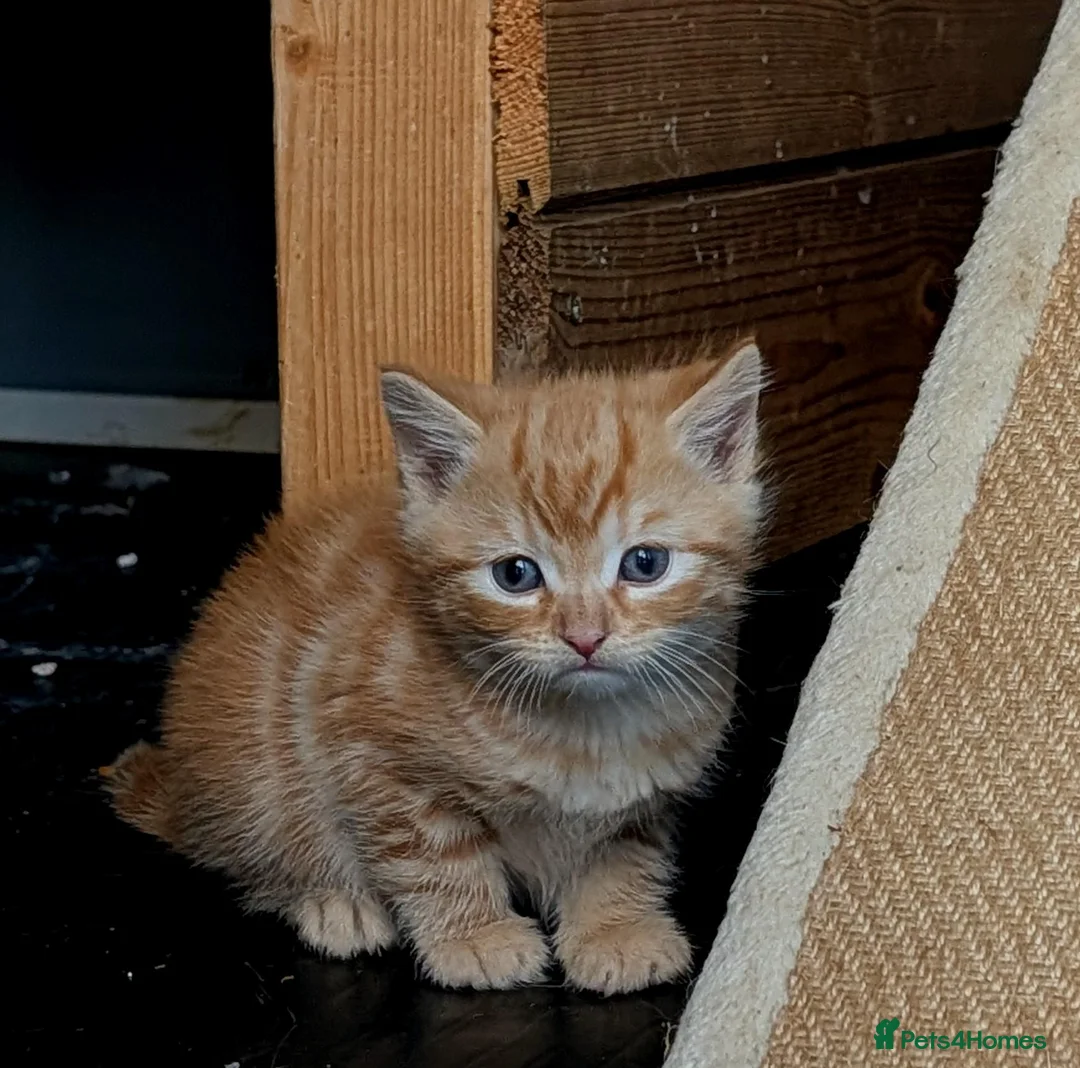 Mixed Breed cats for sale: 2 Bengal/Norwegian forest Kittens  - Advert 1