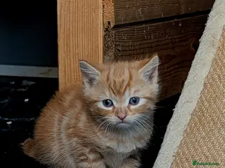 Mixed Breed cats 2 Bengal/Norwegian forest Kittens - Advert 3