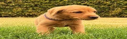 Labrador Retriever dogs for sale: Working Labrador Puppies – KC Registered in Shrewsbury - Advert 21