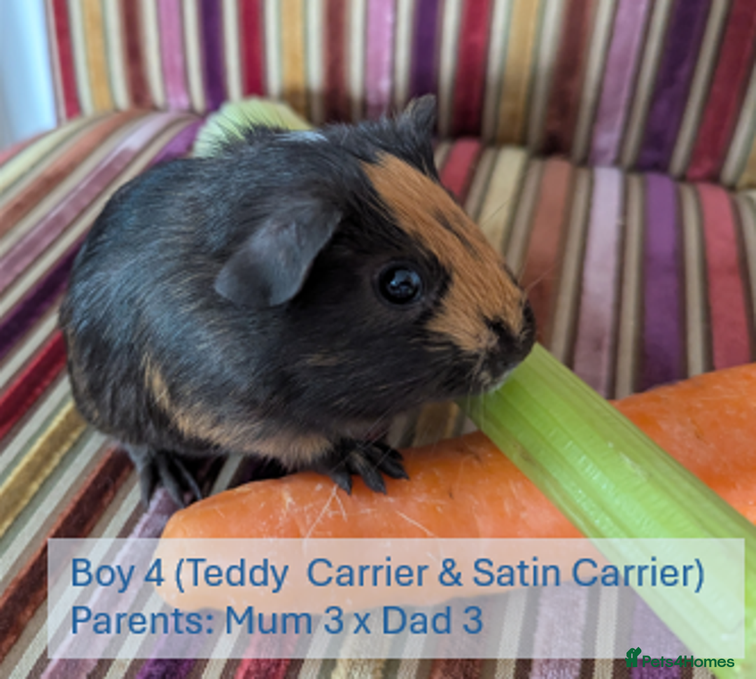 Guinea Pig rodents for sale: Teddy (& teddy satin carrier) guinea pigs for sale - Image 10