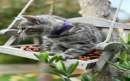 Bengal cats for sale:  Beautiful Bengal kittens  - Image 7