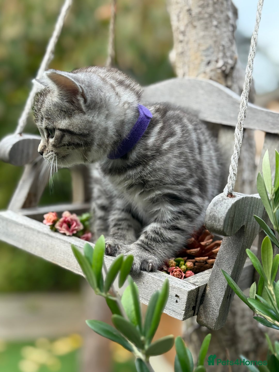 Bengal cats for sale:  Beautiful Bengal kittens  - Image 7