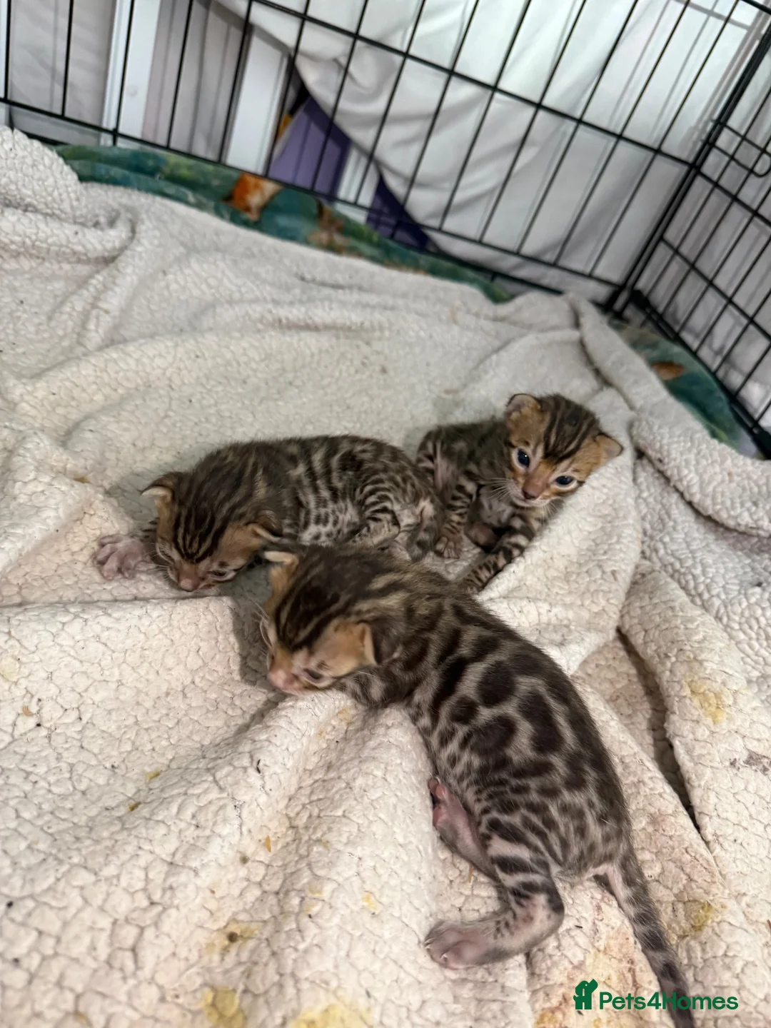 Bengal cats for sale: Bengal kittens  - Advert 2