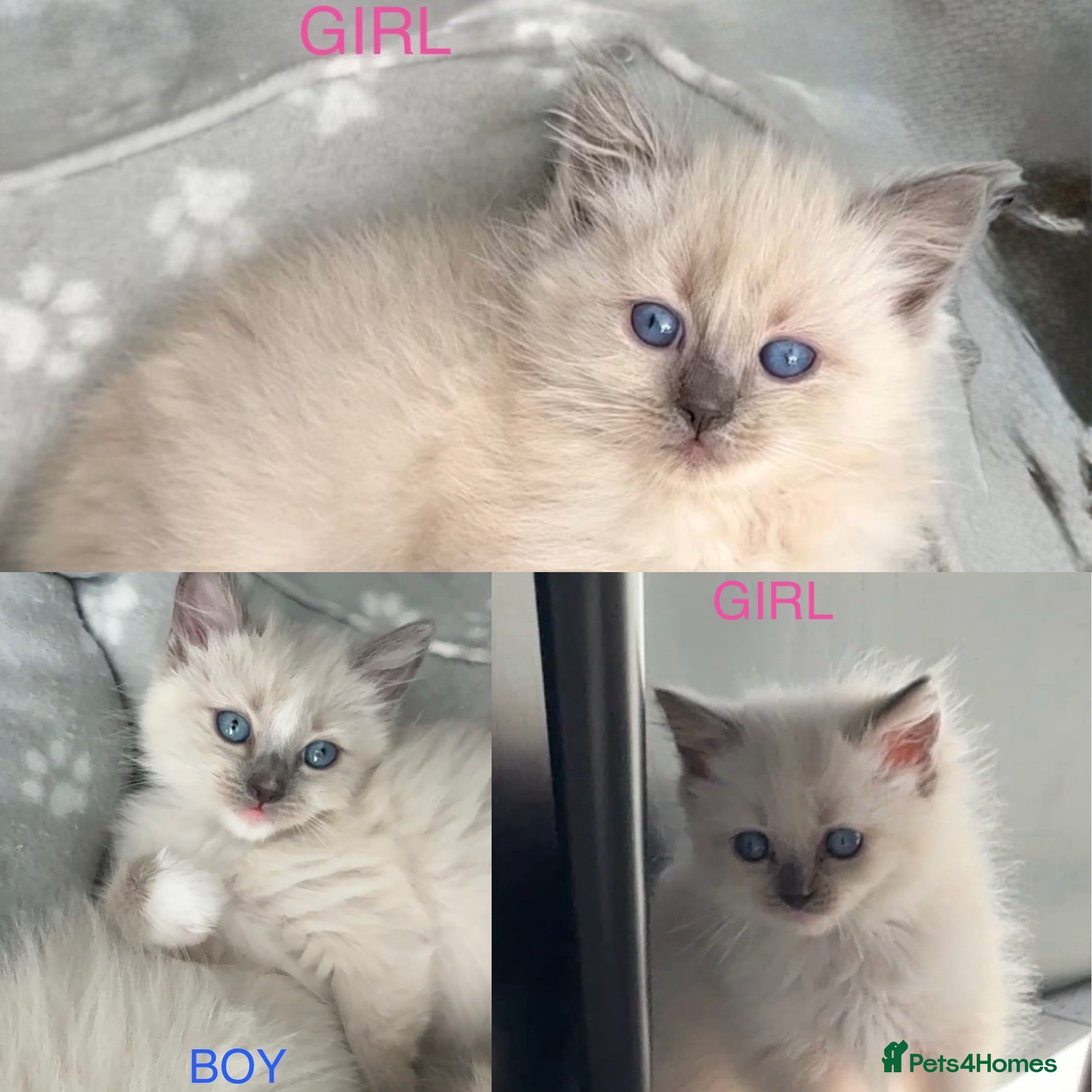 Ragdoll cats Ragdoll kittens full breed  - Advert 1