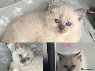 Ragdoll cats Ragdoll kittens full breed - Advert 1