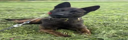 Belgian Shepherd Dog dogs for sale: Working dutch herder for sale - Advert 3