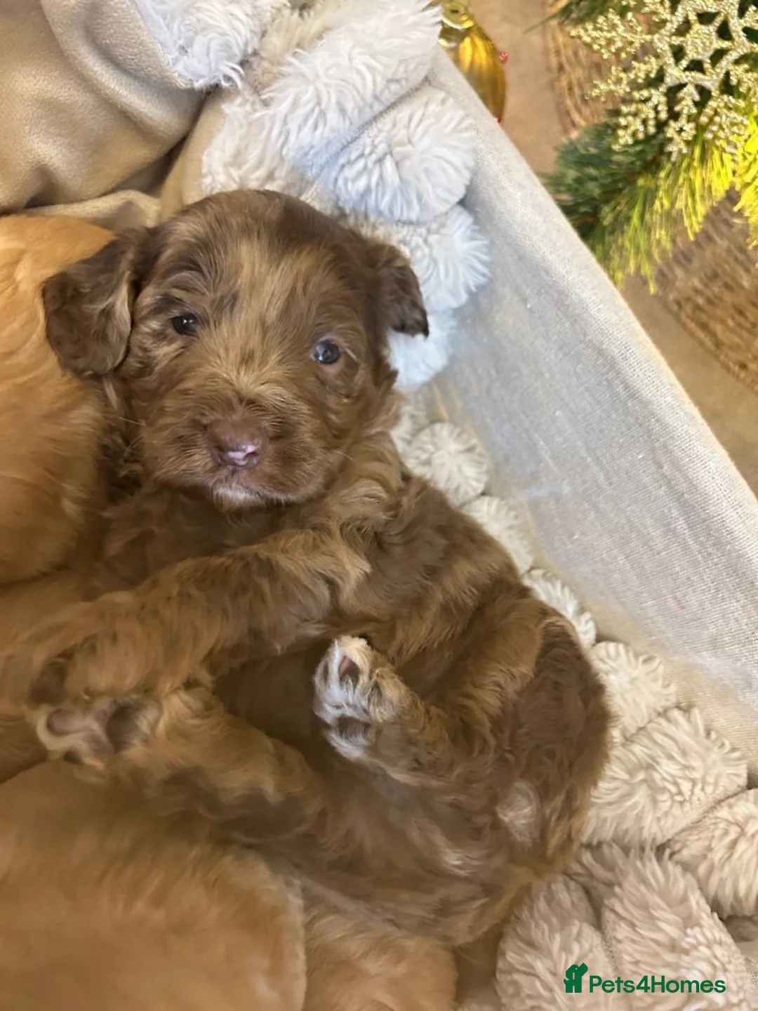 Cockapoo dogs for sale: Adorable Cockapoo Puppies - Advert 6
