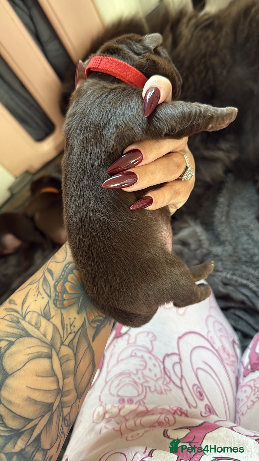 Chow Chow dogs for sale: Kc registered Pure chocolate chow chow puppies - Image 8