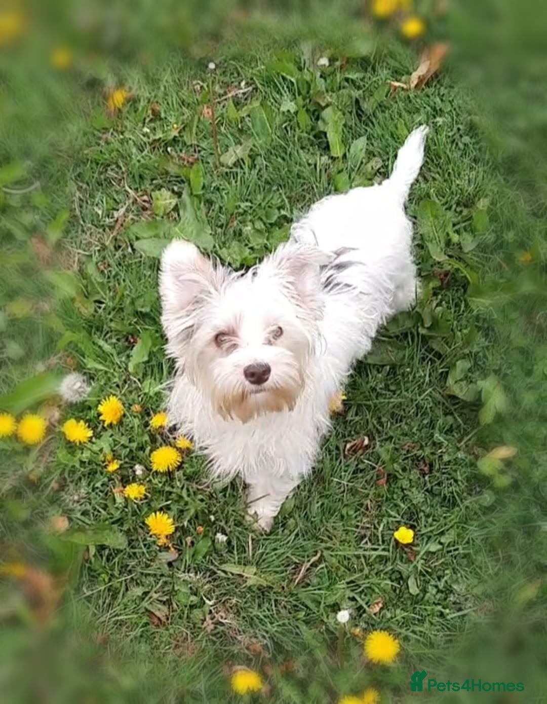 Healthiest Hypoallergenic Dogs Best Non Shedding Dogs For Families