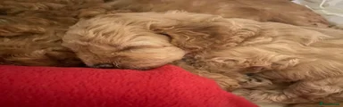 Cockapoo 6