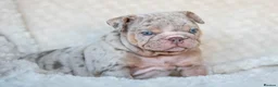 English Bulldog dogs for stud: Lilac and tan Merle carrying curly  - Advert 15