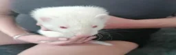 Ferret rodents for sale: ferret - Advert 3