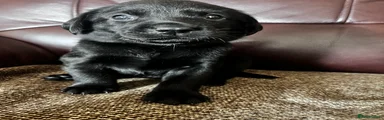 Labrador Retriever 8