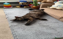 Bengal cats for sale: Rolo  - Image 2