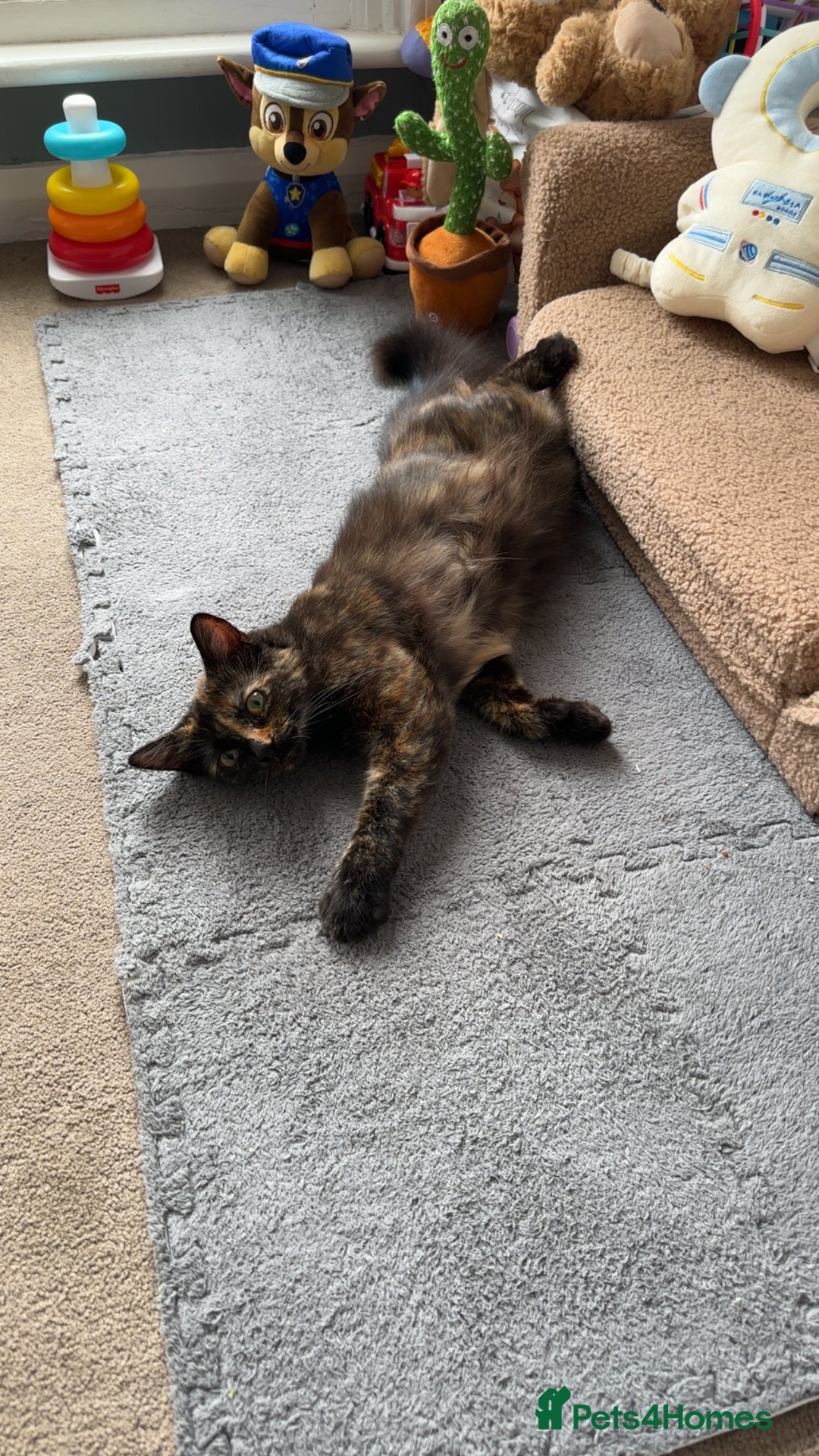 Bengal cats for sale: Rolo  - Image 2