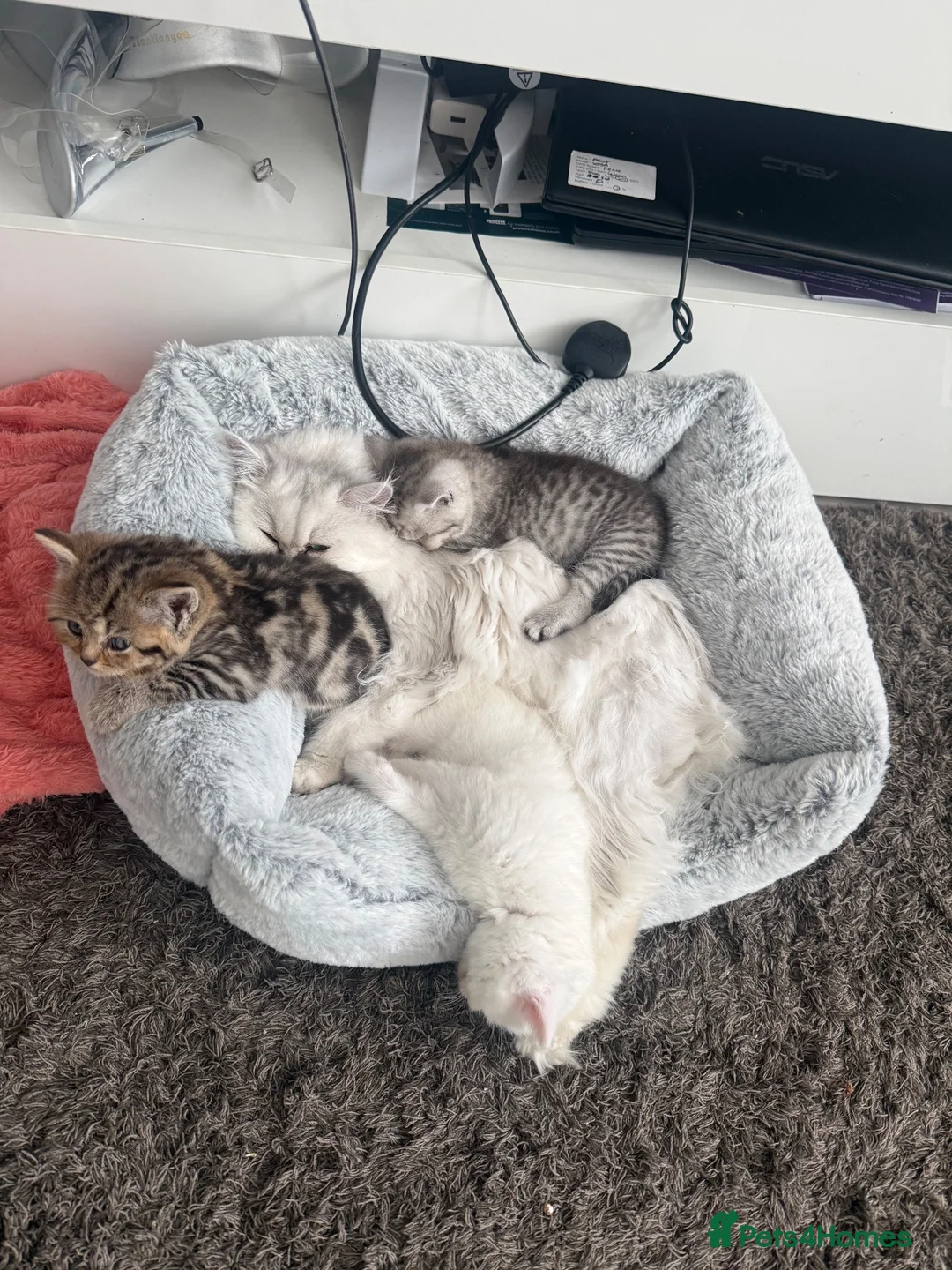 British Shorthair cats for sale: British shorthair kittens - Advert 5