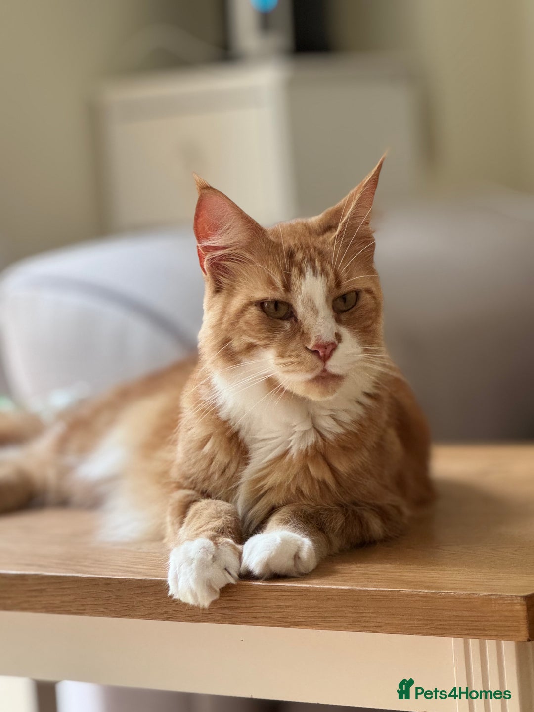 Maine Coon cats for sale: 1 year old Maine Coon - Image 5
