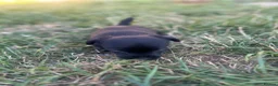 Mixed Breed dogs for sale: Beautiful pomjacks for sale - Advert 3