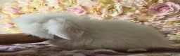 Angora rabbits for sale: Teddywidder bunnies - Advert 9
