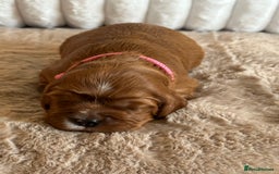 Cavalier King Charles Spaniel dogs for sale: 🐾 KC Registered Health Tested Puppies 🐾 - Image 15
