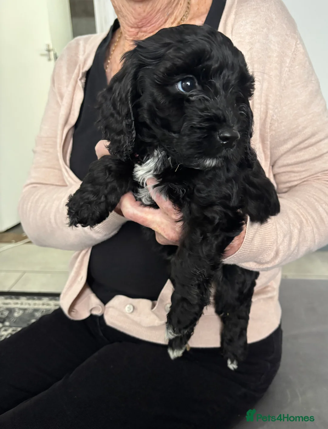 Cockapoo dogs for sale: F1 toy cockapoo’s - Advert 2