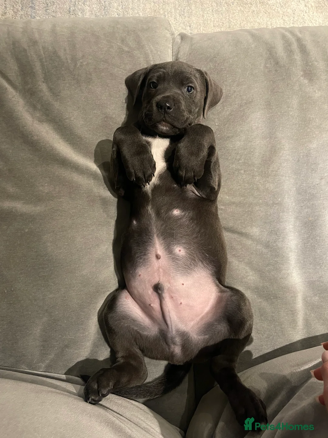 Mixed Breed dogs for sale: Re-home my Male Mixed cane corso puppy in London - Advert 2