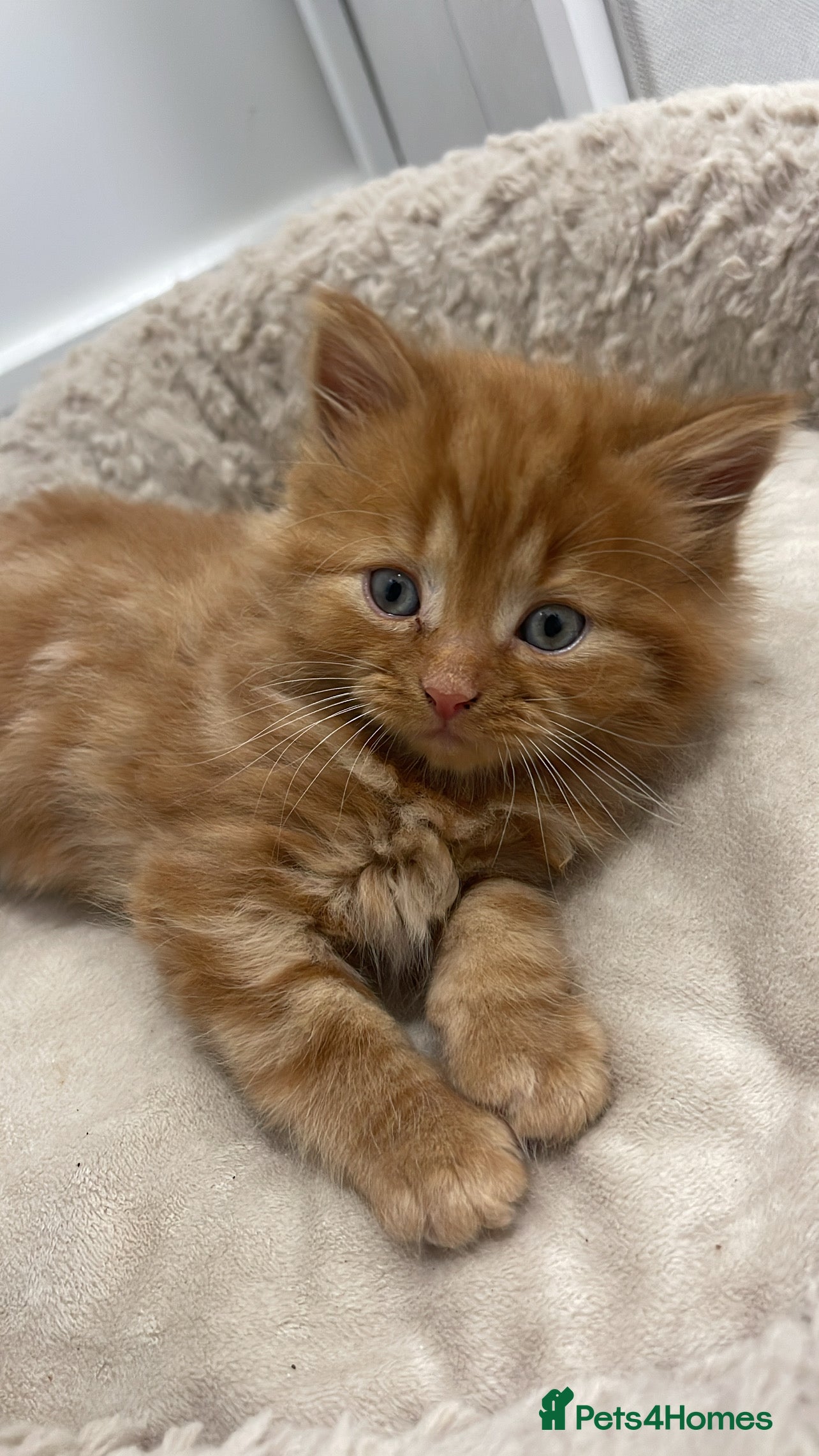 Mixed Breed cats One boy kitten left  - Advert 2