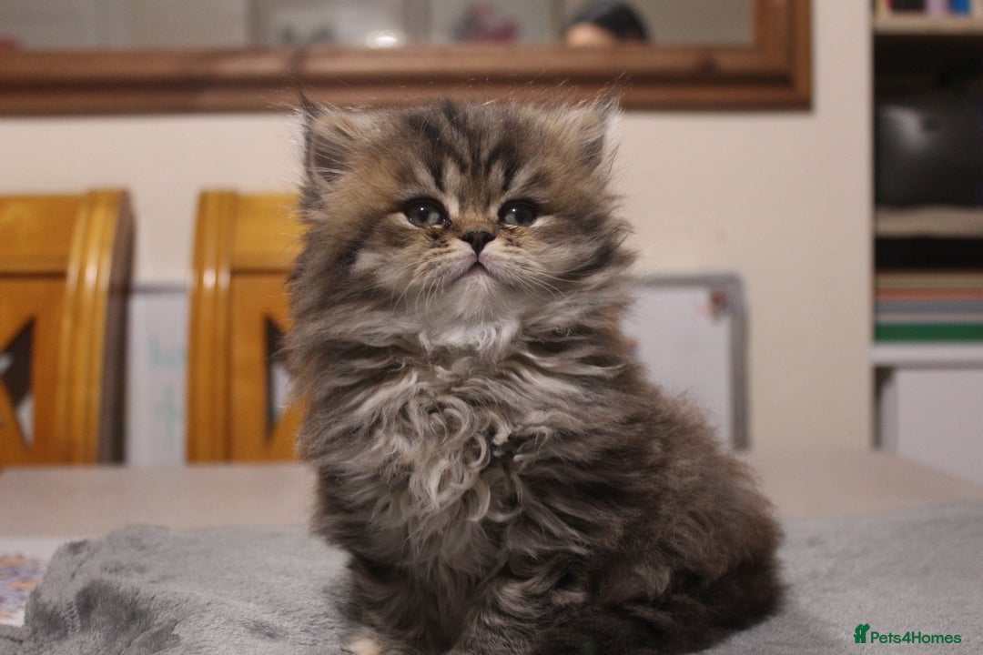Persian cats for sale: Two Exquisite Persian Chinchilla Doll Face Kittens - Advert 11