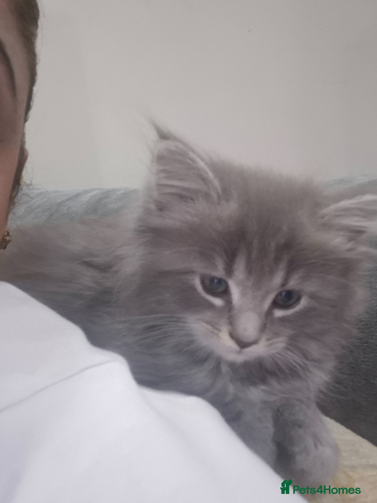 Mixed Breed cats Mainecoon x ragdoll kittens - Advert 1