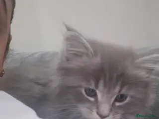 Mixed Breed cats Mainecoon x ragdoll kittens - Advert 2