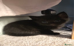 Mixed Breed cats for sale: One male and female tabby kittens  - Image 8