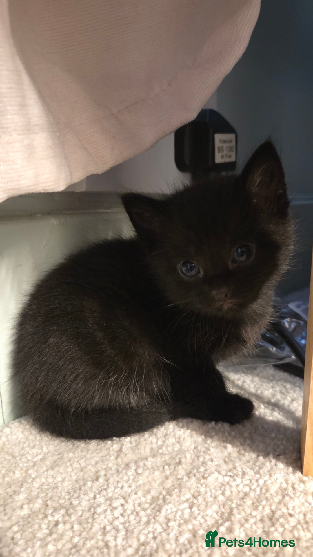 Mixed Breed cats for sale: One male and female tabby kittens  - Image 8