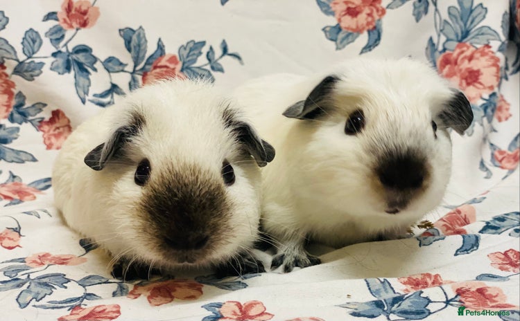 Guinea Pig rodents - Advert 7