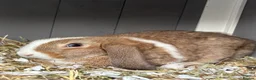 Mini Lop rabbits for sale: Beautiful mini lop babies  - Advert 2