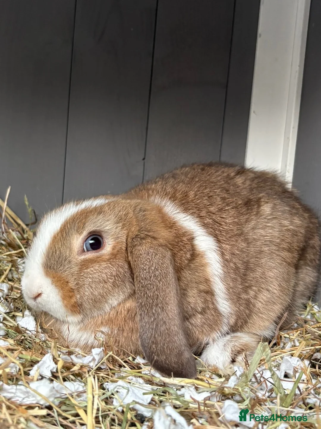 Mini Lop rabbits for sale: Beautiful mini lop babies  - Advert 2