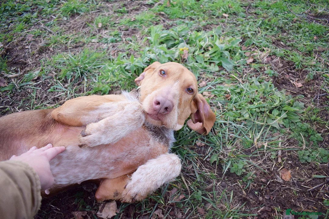 Mixed Breed dogs for adoption: Mimosa  - Advert 2