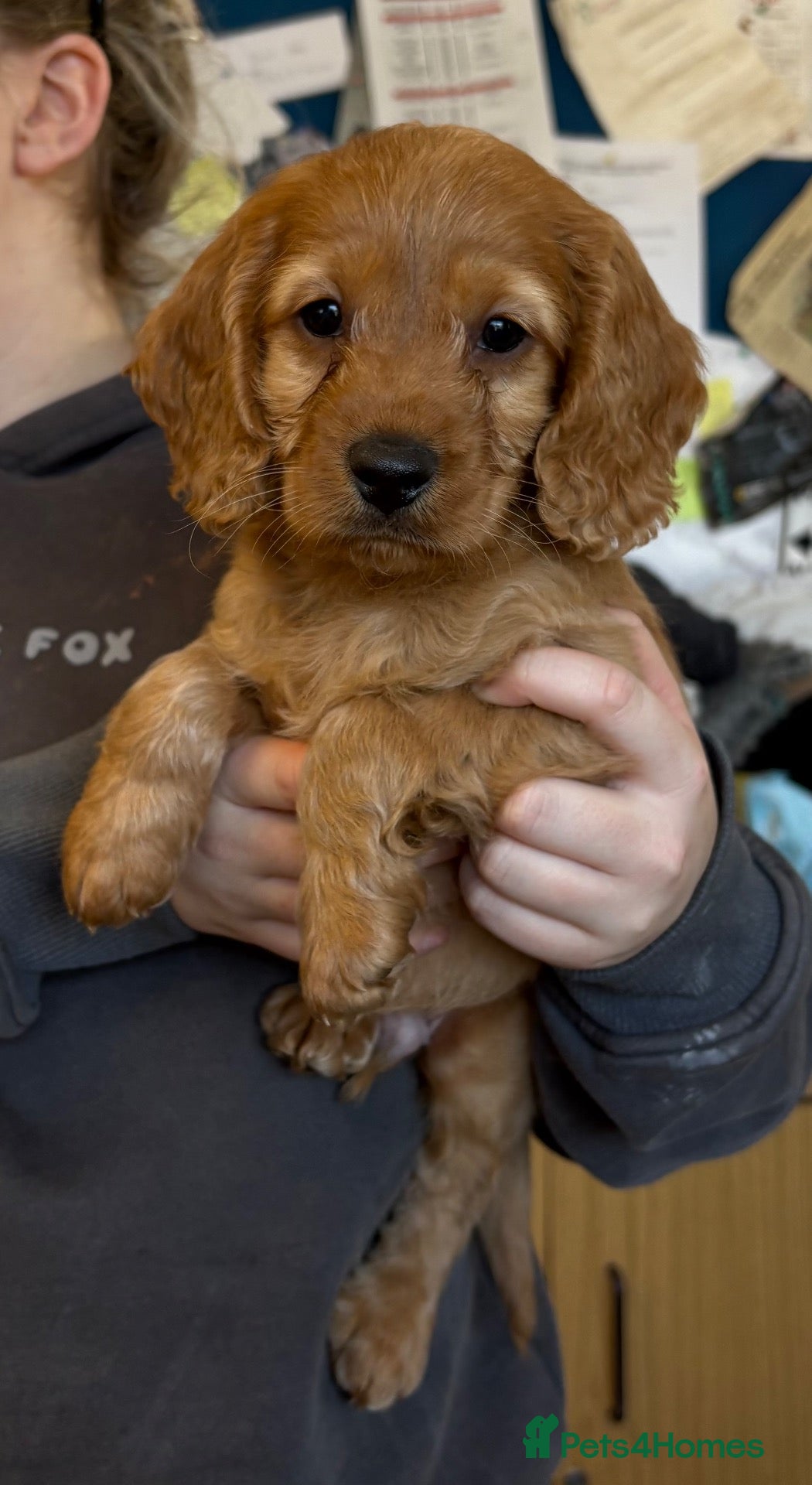 Cockapoo dogs for sale: READY NOW! Gorgeous F1B Miniature Cockapoo Male  - Advert 2
