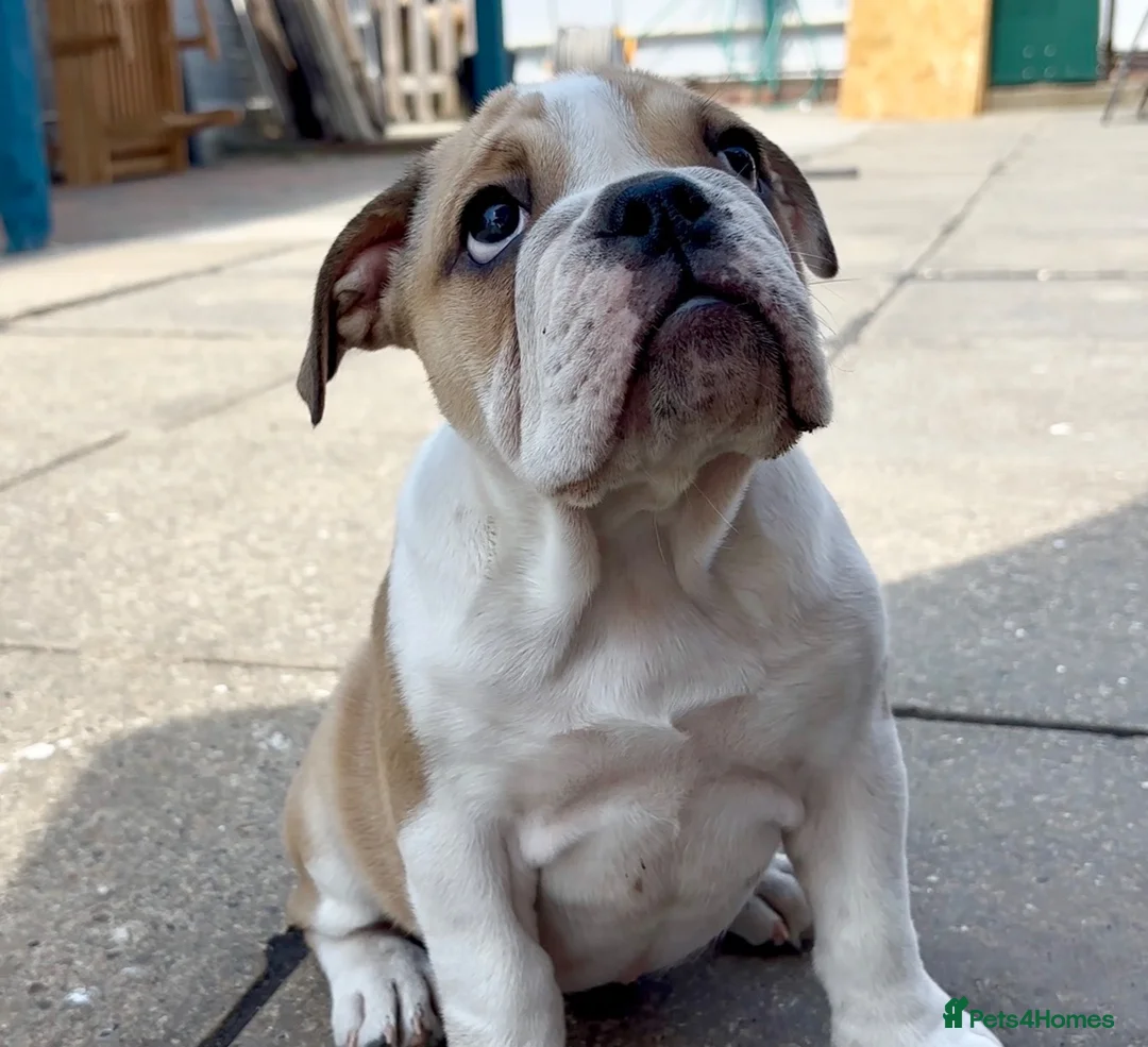 English Bulldog dogs for sale: 3 Red and white English bulldogs KC registered  - Advert 2