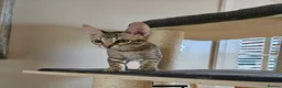 Savannah cats for sale: 3 beautilful F5 Savannah kittens - Advert 17