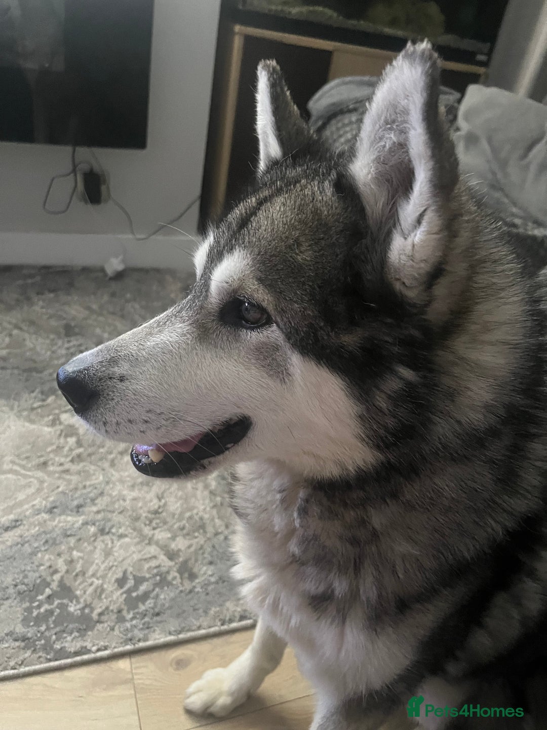 Mixed Breed dogs for sale: Spaniel/siberian Huskey puppies  - Image 11