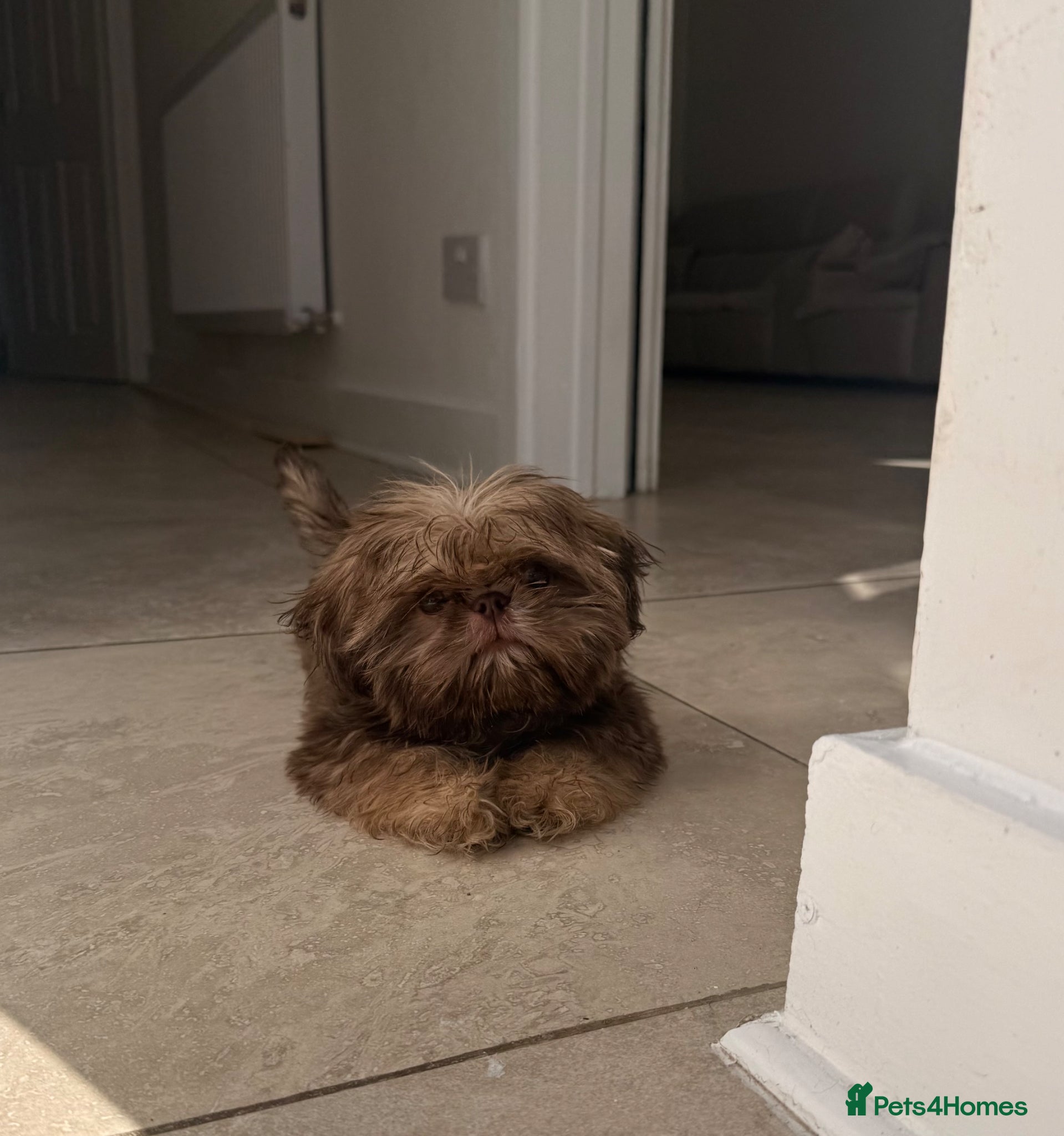 Shih Tzu dogs Imperial Shih Tzu  - Advert 12