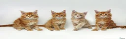 Maine Coon cats for sale: Exceptional Maine Coon Kittens - Rare Red Girls - Advert 1