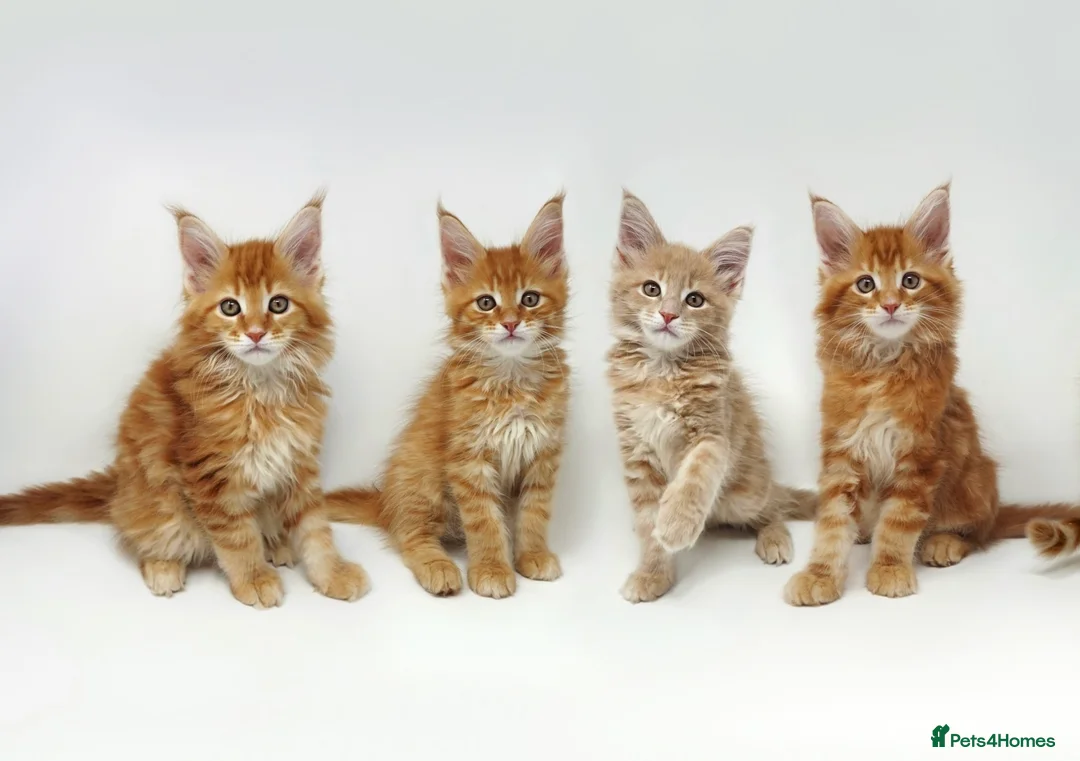 Maine Coon cats for sale: Exceptional Maine Coon Kittens - Rare Red Girls - Advert 1